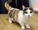 Munchkin Kittens for Sale - Adoptapet