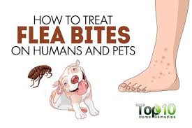 Pin On Animal Stuff Animal Hacks