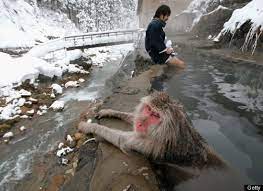Snow Monkeys Chill In Hot Springs Photos Snow Monkey Japanese Hot Springs Hot Springs