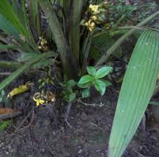 Image result for Curculigo latifolia