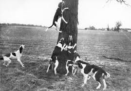 Black And Tan Treeing Walker Coonhound Beagle Mix Pin On Coonhounds