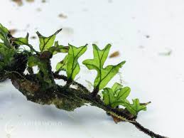 Image result for Crepidomanes