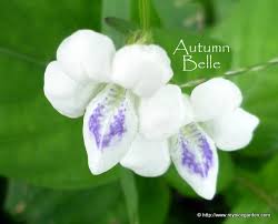 Image result for Asystasia guttata