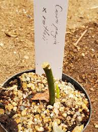 Image result for Ceropegia pygmaea