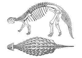 Nach der region, in der ein bauer 2013 knochen des tieres entdeckt hatte. Malvorlage Dinosaurier Ankylosaurus Kostenlose Ausmalbilder Zum Ausdrucken Bild 29402