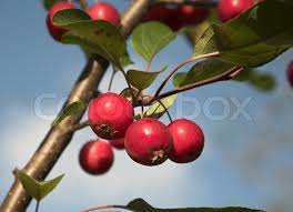 The plant is native to southern china and india and widely naturalized in malaysia, western and eastern africa as well as in most islands of both the pacific and caribbean regions. Close Up Picture Ofan Apple Tree With Stock Image Colourbox