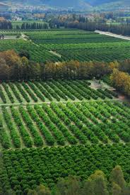 Agricultural Orchards Taken From The Lookout Restaurant Kirkwood South Africa South Africa Travel Africa Travel South Africa