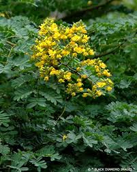 Image result for Caesalpinia ferrea