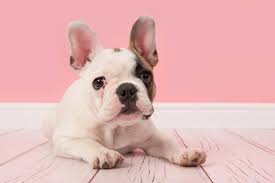 The french bulldog's origins are murky , but most sources trace their roots to english bulldogs. How Many Puppies Can A French Bulldog Have Litter Size More