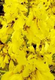 Image result for Schizolobium parahyba