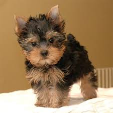 Our legal aid nonprofit guides lafayette louisiana debtors the lafayette bankruptcy clerk will keep one copy and stamp the second copy for your records. Adorable Yorkie Puppies For New Homes For Sale In Lafayette Louisiana Classified Americanlisted Com
