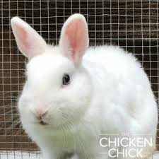 Although keeping backyard poultry can be fun and educational, owners should be aware that poultry can sometimes carry harmful germs that make people sick. Backyard Chickens Salmonella Keep It In Perspective The Chicken Chick
