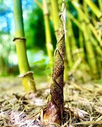 Image result for Oldeania alpina