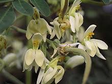 Bunga terdiri atas lima helai sepal (kelopak) mengelilingi lima benang sari. Pokok Kelor Wikipedia Bahasa Melayu Ensiklopedia Bebas