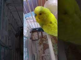 insan gibi konusan muhabbet kusu youtube bird
