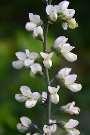 Image result for Indigofera patula