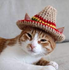 Cat Sombrero Sombrero For Cats Sombrero Hat With Ear Holes Etsy Hat For Cat Pets Cats