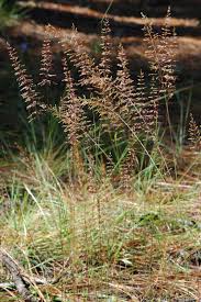 Image result for Sporobolus spicatus