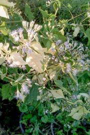 Image result for Bidens buchneri