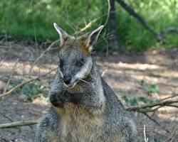Wallaby