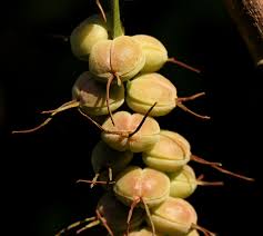 Image result for Alchornea cordifolia