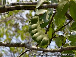 Image result for Intsia