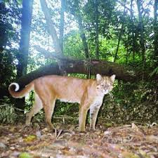 Ganti nama • 2 hari yang lalu. A Sundaland Clouded Leopard Neofelis Diardi Photographed By A Camera Download Scientific Diagram