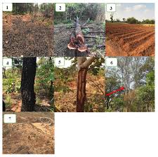 Image result for Marquesia macroura