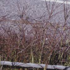 Image result for Digitaria procurrens