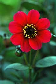 Really Interesting Facts About Dahlia Flowers And Their Meanings Ideas Flowers Red Flower Photos Flower Photos Flowers Nature