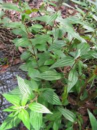 Image result for Pouzolzia