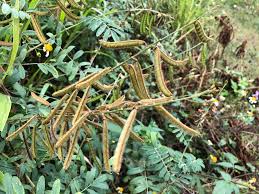 Image result for Tephrosia noctiflora