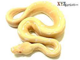 Baby Albino Spider Ball Python Ball Python Pythons For Sale Albino