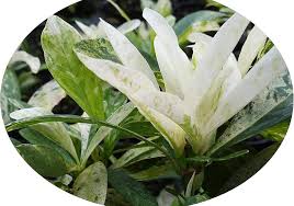 Image result for Ixora fastigiata