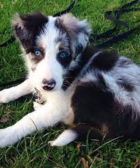 Nitro Border Collie Bleu Merle Tricolore A Deux Mois
