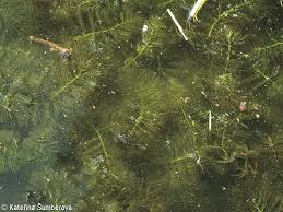Image result for Ceratophyllum submersum