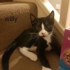 Rabies early as 8 months apart every 3 years, is 100% fatal to cats, weeks of age, depending on vaccine with no treatment depending on. Willy Male Age 14 16 Weeks Being Allerton Cat Rescue Facebook