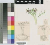 Image result for Brachyachne patentiflora