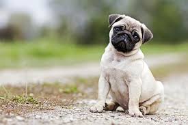 Find the perfect puppy for sale in chicago, illinois at next day pets. Pug Puppies For Sale Akc Puppyfinder