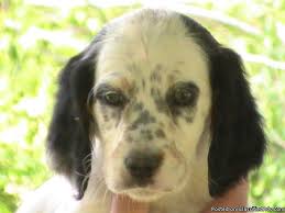There are 2 orange and white males available. Llewellin Setter Puppies For Sale Wisconsin Bondhu For Sale In Glenbeulah Wisconsin Classified Americanlisted Com