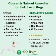 How To Treat Dog Pink Eye At Home Eye Infection In Dogs Pink Eyes Dogs Health Remedies