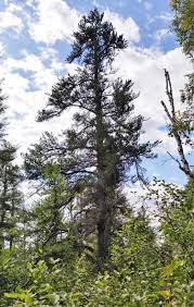 These cones do not open to release their seeds until a wax layer is melted. Biggest Jack Pine In America Discovered In Boundary Waters Quetico Superior Wilderness News