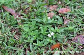 Image result for Asystasia sp. (Biegel 5184)