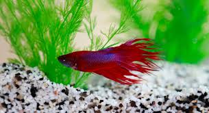 Types Of Betta Fish Tail Types And Patterns Aquarium Online Store