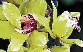 They make you feel special, graceful and elegant at the same time. Shenzhen Nongke Orchid Expensive Flowers Rare Flowers Unusual Flowers