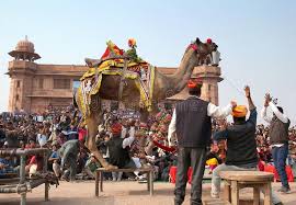 A spectacle of unusual camel performances: Camel Dancing During Camel Festival In Bikaner Rajasthan State India Editorial Photo Image Of Attraction Holi 141895826