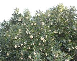Image result for Curtisia dentata