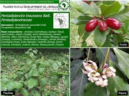 Image result for Pentadiplandra brazzeana