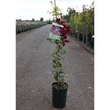 Improve planting holes with at least 2 forkfuls of well rotted manure or garden compost and if you don't have these use a 'soil improver' compost. Clematis Niobe Dobies