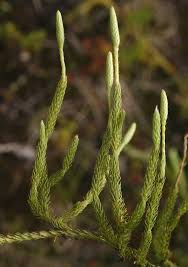 Image result for Lycopodiaceae